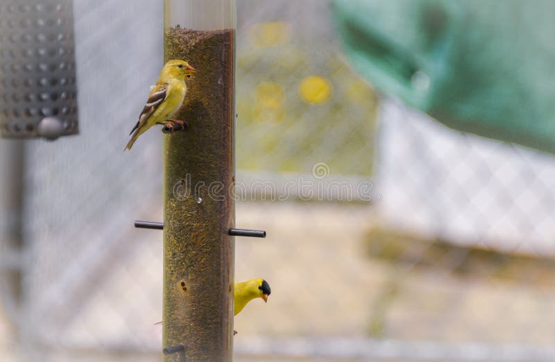 Petits oiseaux jaunes - chardonneret américain (tristis de Spinus) photos stock Petits oiseaux jaunes - chardonneret américain (tristis de Spinus) photos stock