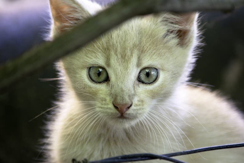 Petits piaulements rouges avec du charme de chaton hors d'buissons images stock Petits piaulements rouges avec du charme de chaton hors d'buissons images stock