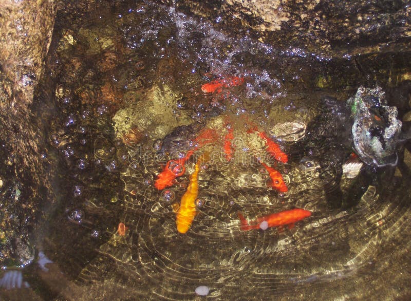 Petits poissons dans l'eau claire claire parmi les pierres colorées image stock Petits poissons dans l'eau claire claire parmi les pierres colorées image stock