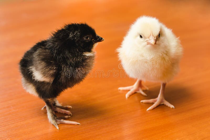 Petits poulets blancs et noirs sur une surface en bois photos libres de droits Petits poulets blancs et noirs sur une surface en bois photos libres de droits