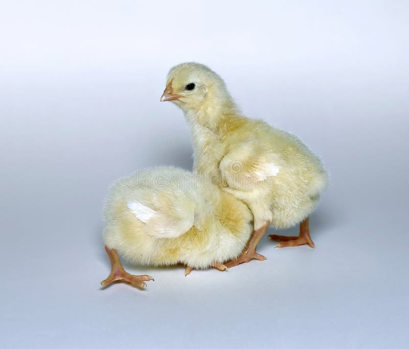 Petits poussins jaunes d'oisillons image libre de droits Petits poussins jaunes d'oisillons image libre de droits