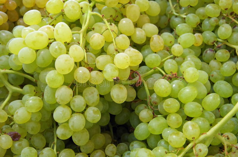 Petits raisins verts photo stock. Image du winery, fruit 74859344