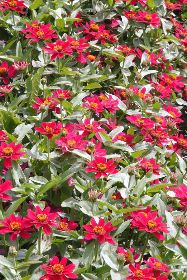 Petits Zinnias rouges photographie stock libre de droits Petits Zinnias rouges photographie stock libre de droits