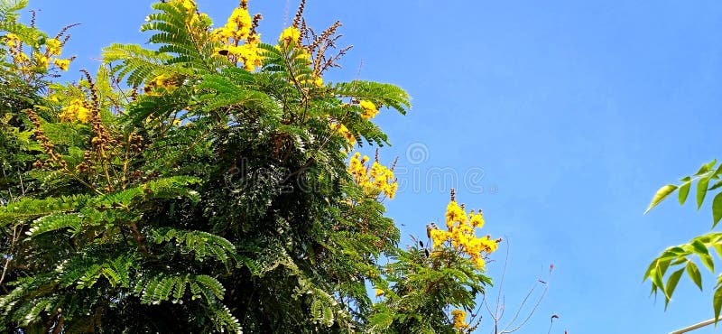 Petophorum pterocarpum żółty gulmohar zdjęcia royalty free