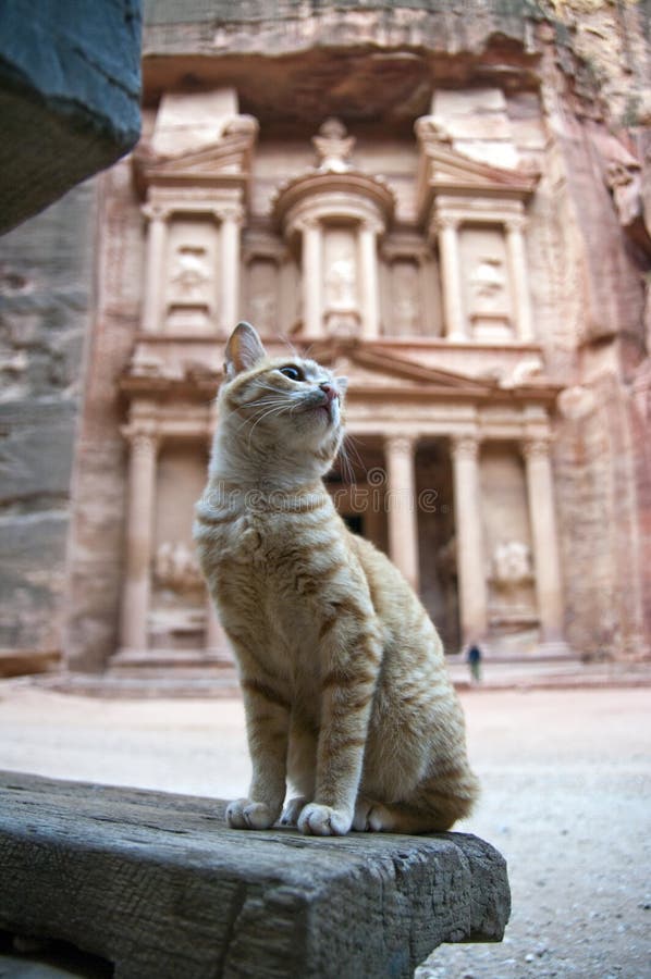 Petra treasury s cat, Jordan