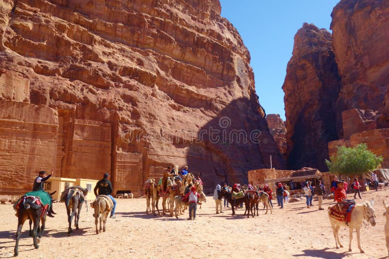 Petra, Ιορδανία - βεδουίνοι καμήλες και γάιδαροι που περιμένουν τους τουρίστες στην αρχαιολογική αρχαία πόλη της Petra της Petra στοκ εικόνα με δικαίωμα ελεύθερης χρήσης