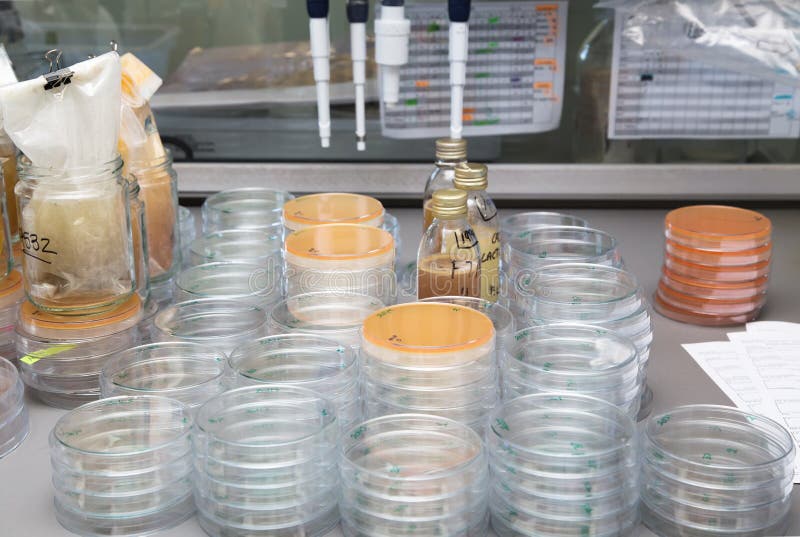 Petri Dish for Analysis of Food Quality Control in the Laboratory Stock