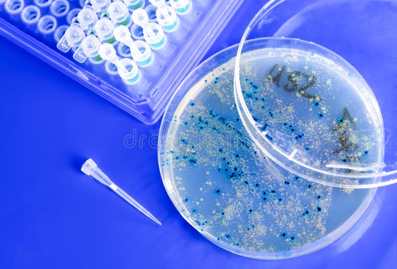 Bacterial Colonies On A Petri Plate Stock Photo Image of research