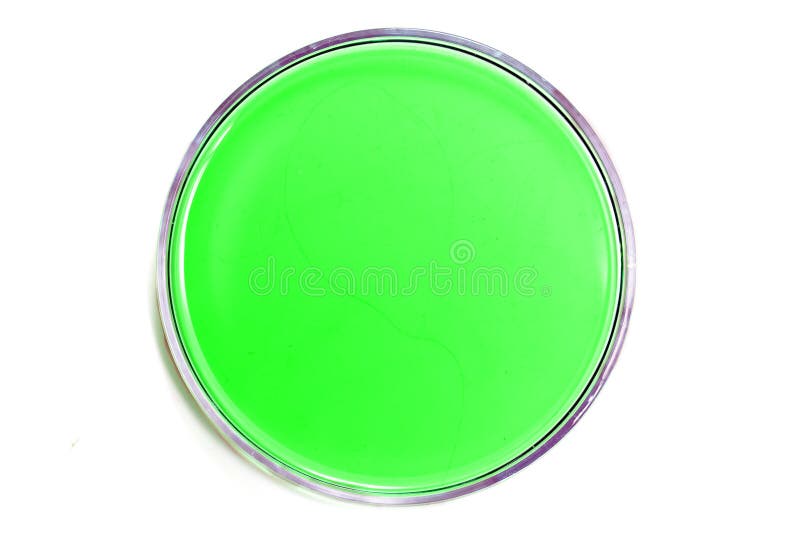 Petri dish with liquid stock photo. Image of cells, organism 188305766