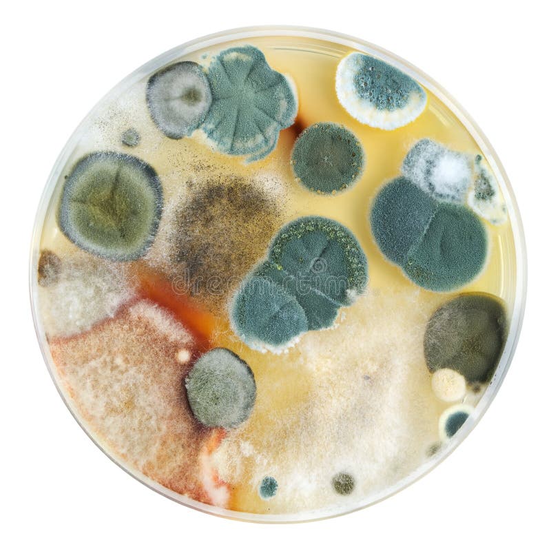 Petriho misky s plísní kolonie izolované na bílém.