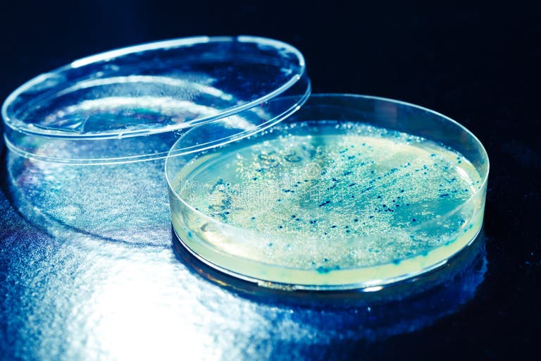 207 Black Mold Petri Dish Stock Photos Free & RoyaltyFree Stock Photos from Dreamstime