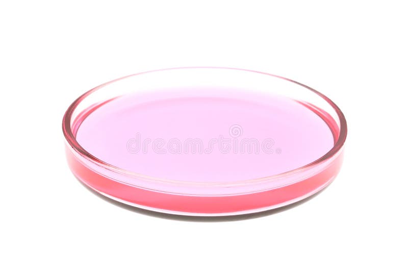Petri Dish with Pink Liquid on White Stock Photo Image of isolated