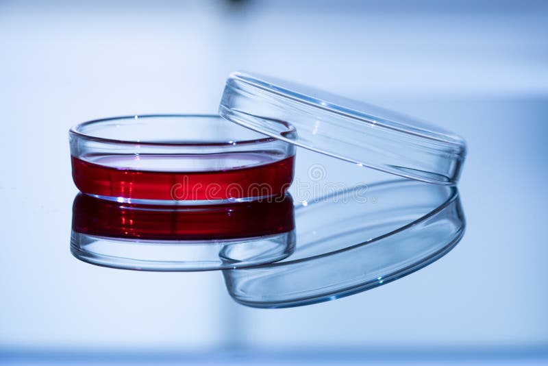 Petri Dish with Red Substance in Lab Stock Photo Image of liquid, bacteria 187417318