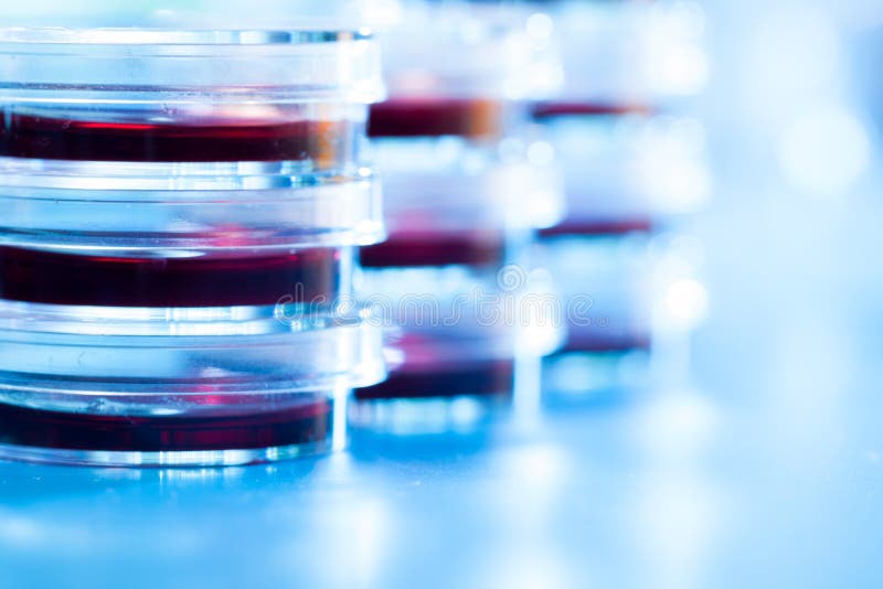 Petri dishes royalty free stock photo
