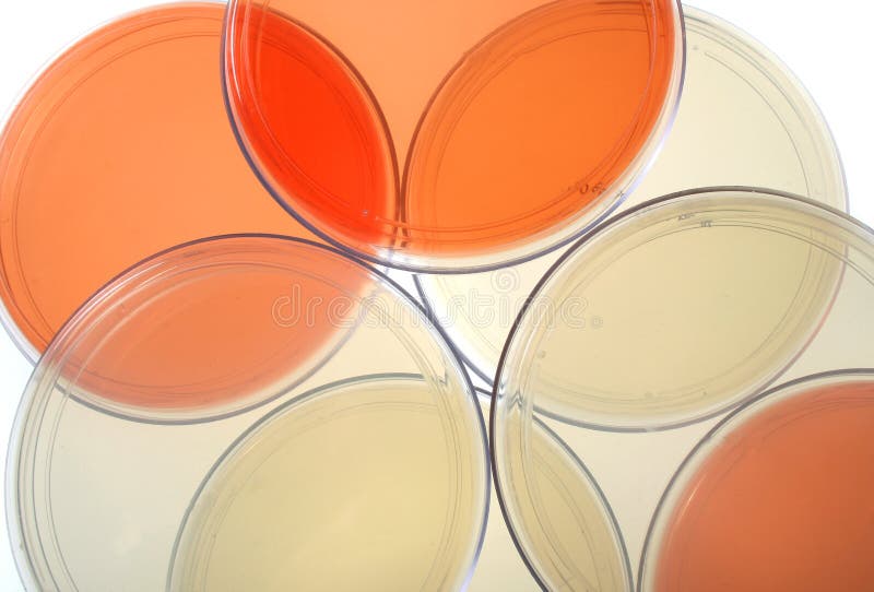 Petri Dishes for Medical Research Stock Image Image of chemical