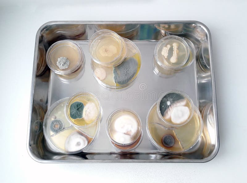 Petri Dishes in Bacteriological Laboratory Stock Image Image of
