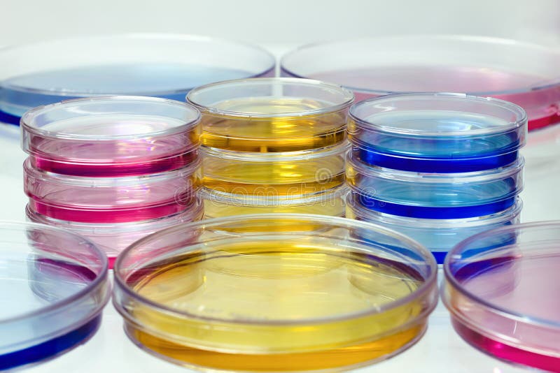 Workbench of Laboratory with Petri Dishes Stacked for Culture Stock