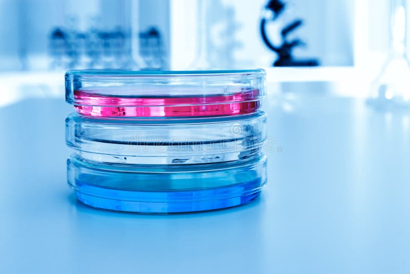 Petri Dishes With Liquid On Table In Laboratory Stock Image Image of