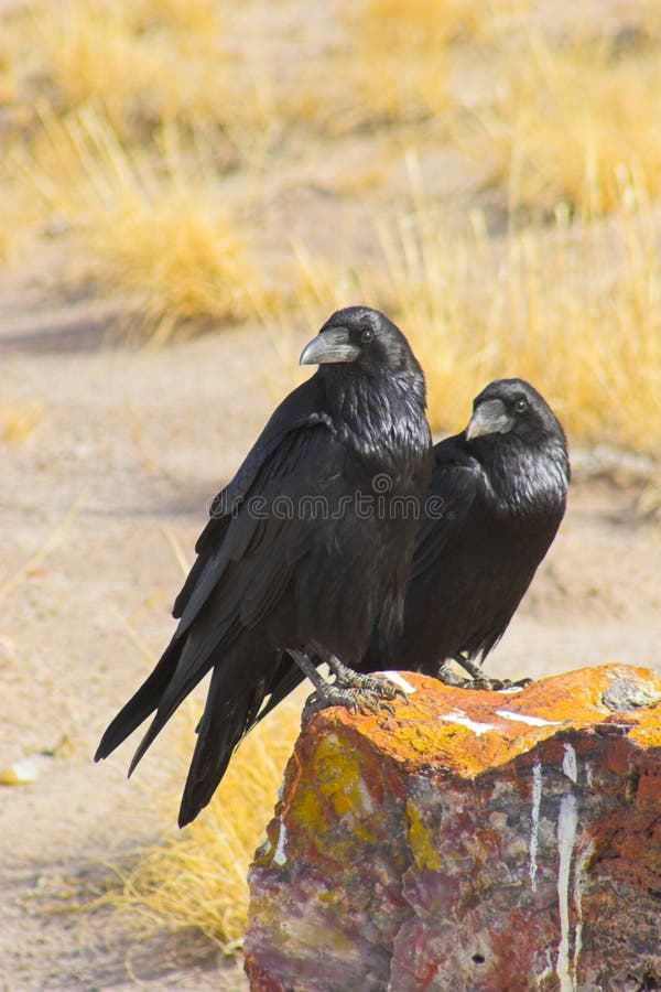 Petrified forest