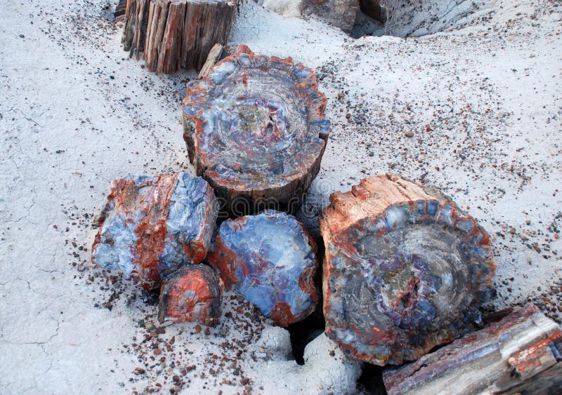 Petrified Tree Yellowstone National Park Stock Photo Image Of