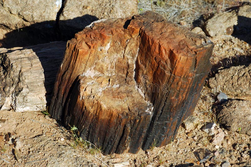 Petrified wood fossil in the Redstone area near Lake Mead, Nevada.