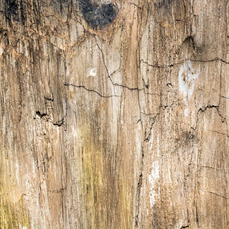 Petrified Wood Texture Background Stock Photo - Image of crystal