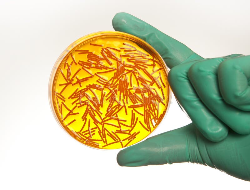 Scientist holding a petri dish with virus cells. Scientist holding a petri dish with virus cells