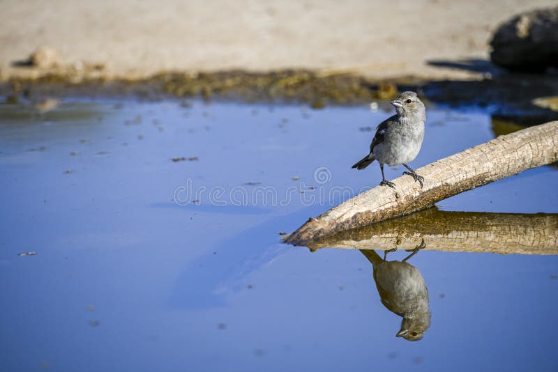 Patada gorrión es un un poco de pájaro en familia.