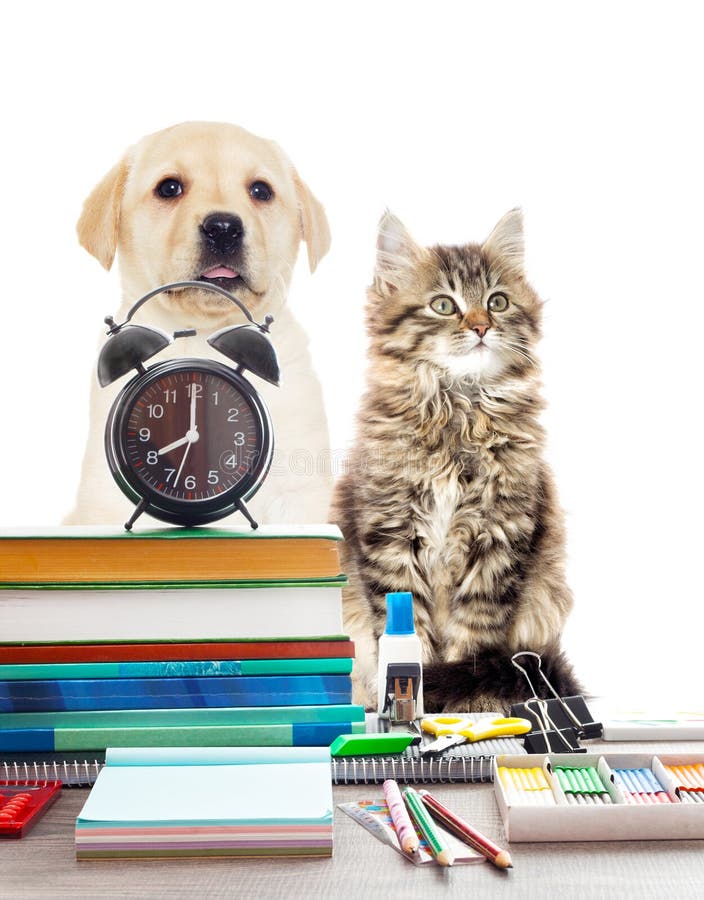 Pets and alarm clock stock image. Image of paper, puppy 75048531