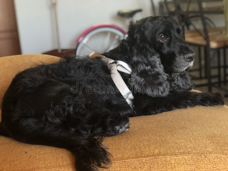 Black dog with big ears stock image. Image of black 139530393