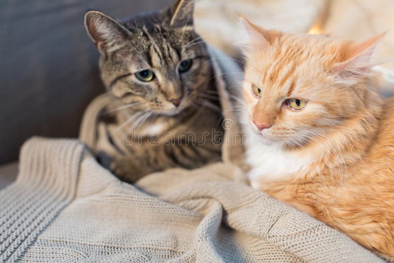 Two Cats Lying with Blanket at Home Stock Image - Image of cute ...
