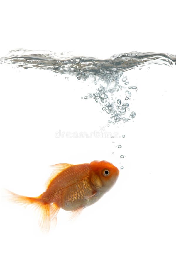 Pets fish in water