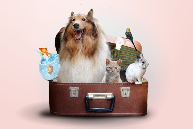 Pets go travel stock photo. Image of trip, collie, background 197948942