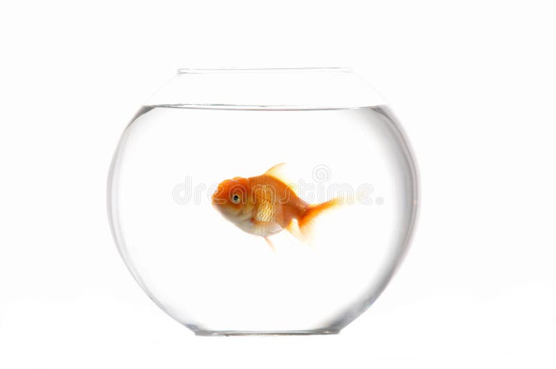 Pets goldfish