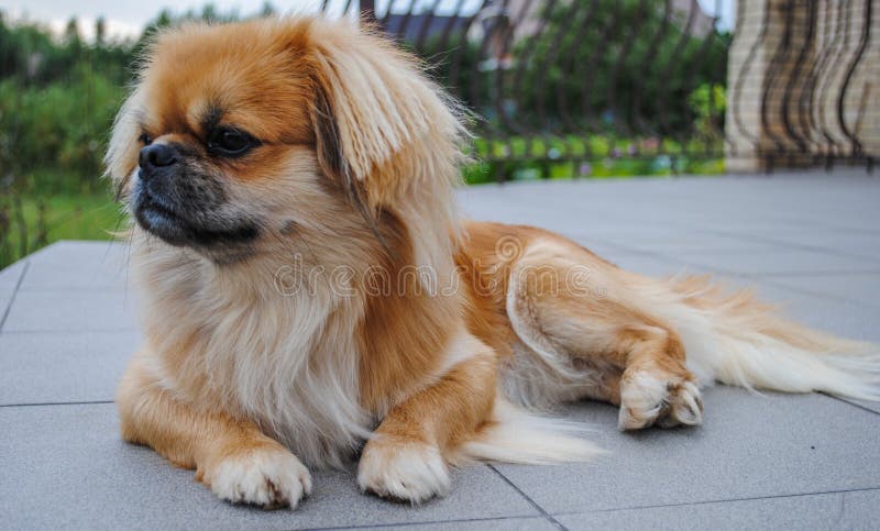 Pets Lifestyle, Domestic Animals Stock Image - Image of home, domestic: 186504433 Pets Lifestyle, Domestic Animals Stock Image - Image of home, domestic: 186504433