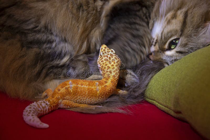 cat and gecko