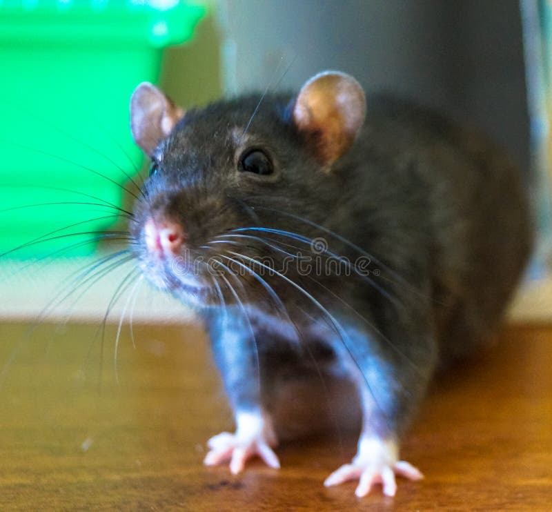 Pets rat stock photo. Image of kitten, family, loved 79256800