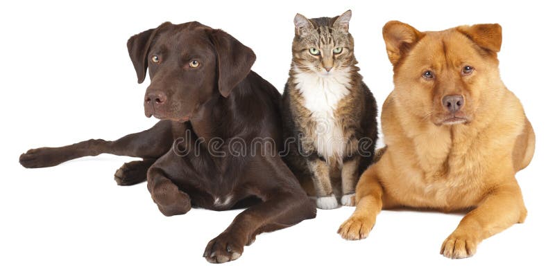 979 Animals Mixed Together Stock Photos - Free & Royalty-Free Stock Photos from Dreamstime 979 Animals Mixed Together Stock Photos - Free & Royalty-Free Stock Photos from Dreamstime