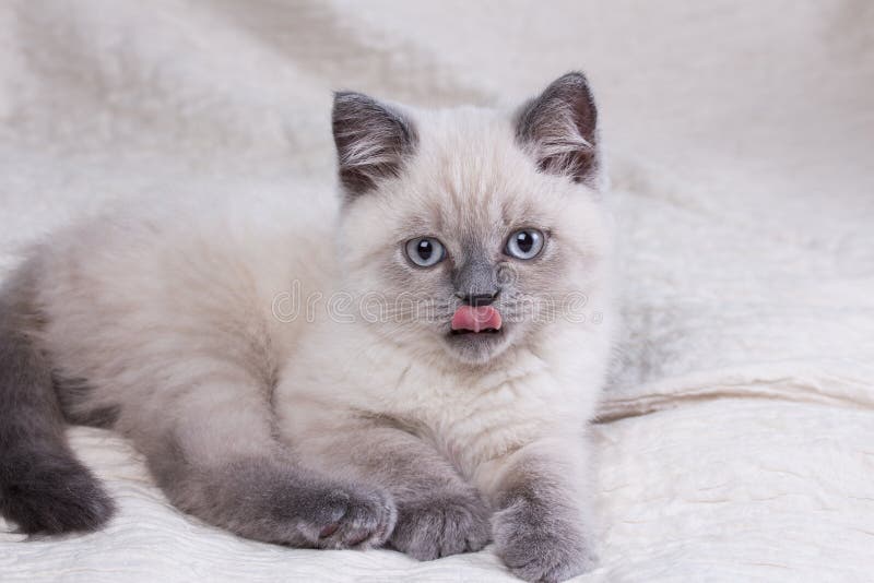 pets Ślicznego małego brytyjskiego shorthair lila figlarka zdjęcia royalty free pets Ślicznego małego brytyjskiego shorthair lila figlarka zdjęcia royalty free