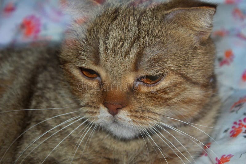 pets Γάτα ύπνου στοκ φωτογραφία με δικαίωμα ελεύθερης χρήσης pets Γάτα ύπνου στοκ φωτογραφία με δικαίωμα ελεύθερης χρήσης