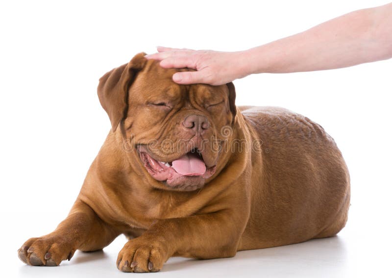 Petting the dog stock image. Image of obedient, laying 64546083