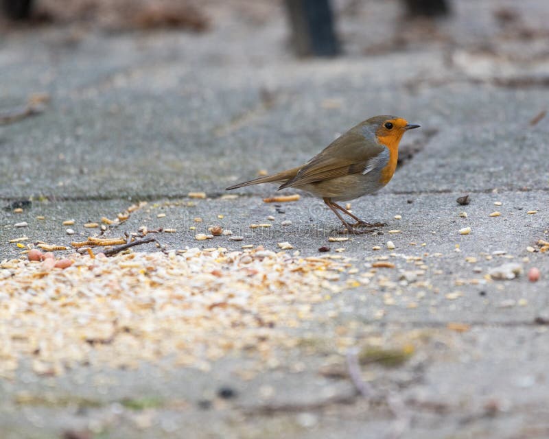 Pettirosso o rubecula europeo del Erithacus immagini stock Pettirosso o rubecula europeo del Erithacus immagini stock