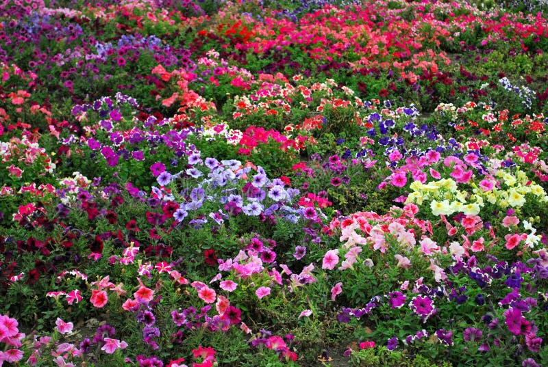 Petunia flower beds stock photo. Image of petunia, garden - 30374286