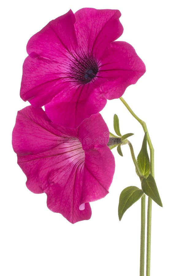 Petunia flower isolated stock image. Image of perennial - 113497877