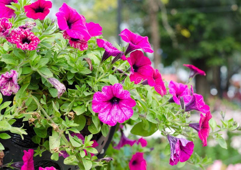 Petunia flowers