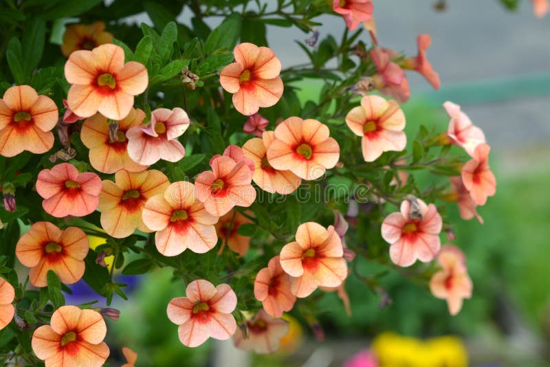 Petunia flowers