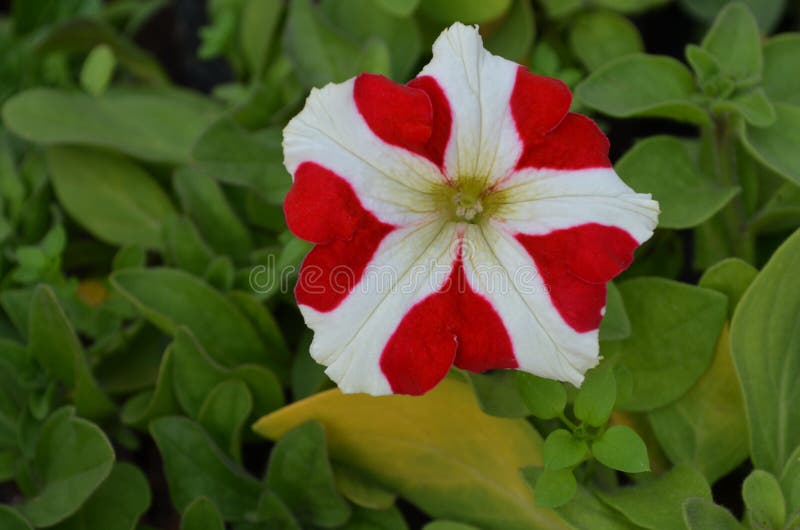 Petunia ibrida bicolore in un giardino domestico. fiore rosso e bianco di colore india. immagine stock libera da diritti