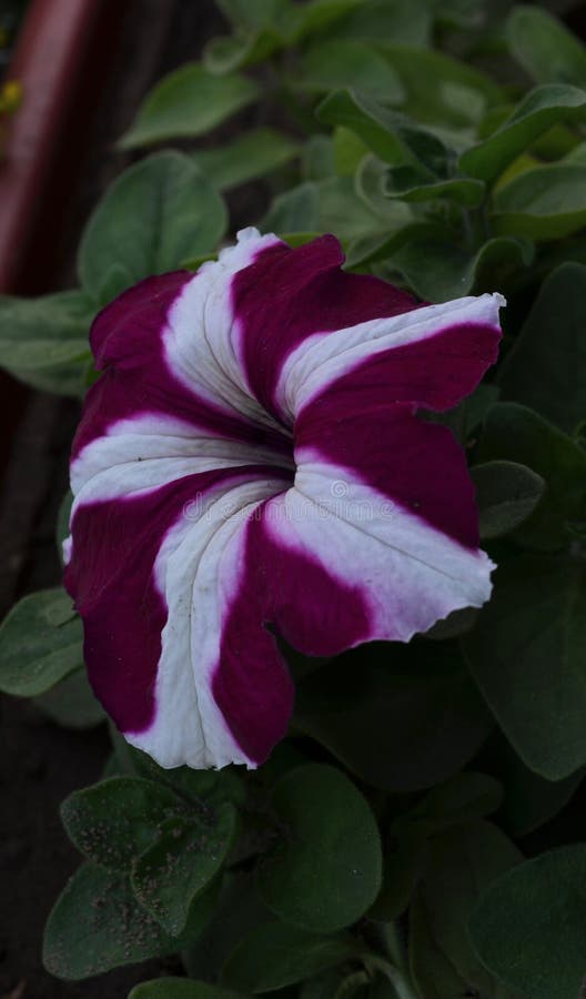 Petunia ibrida bicolore in un giardino domestico. india di fiore bianco e violetto immagini stock libere da diritti