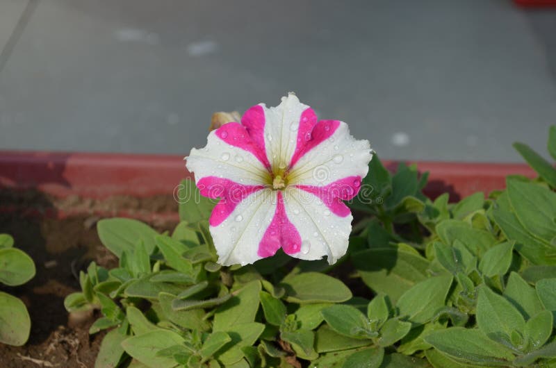 Petunia ibrida fiore di colore rosa e bianco con motivo di colore rosa fotografie stock