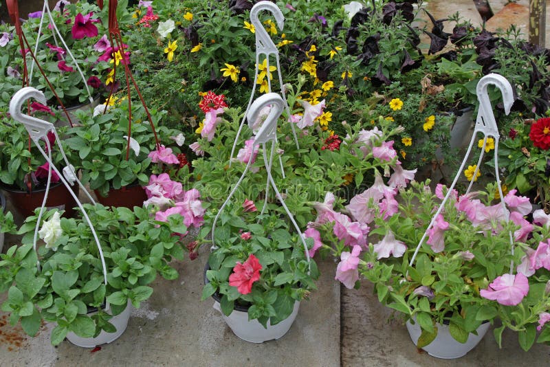 petunia Kolorowi wiosny i lata kwiaty w obwieszeniu puszkują w szklarni Barwione petunie w garnkach Kwiecisty wzór, przekątna co zdjęcia stock petunia Kolorowi wiosny i lata kwiaty w obwieszeniu puszkują w szklarni Barwione petunie w garnkach Kwiecisty wzór, przekątna co zdjęcia stock